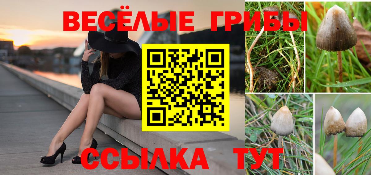 купить наркоту  Псилоцибиновые грибы GOLDEN TEACHER  Псилоцибиновые грибы Magic Shrooms  Вход с VPN  Лабинск 